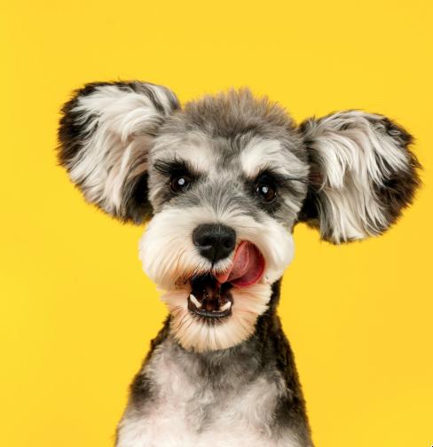 Happy dog with BOOP passport